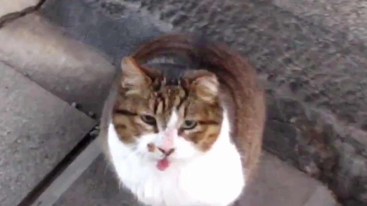 [野良猫]門番をしてる茶トラ猫をモフったら可愛すぎた！[straycat]I moffed the cat who was guarding ...
