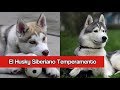 El Husky Siberiano Temperamento