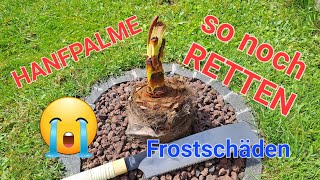 Hanfpalme retten  nach Frostschäden, Palme absägen, Trachycarpus wagnerianus fortunei, Nadelpalme