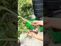 Planting Turmeric in 24 Inch Grow Bag  #terracegardening #gardening #youtubeshorts #organicgardening