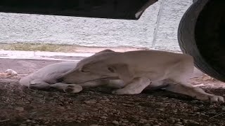 After being injured, he hid under the car and groaned in pain as he avoided life. by Mike Ala  1,153 views 3 weeks ago 5 minutes, 49 seconds
