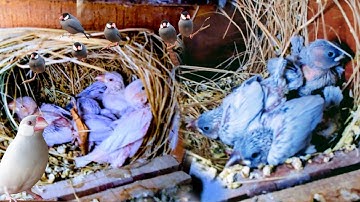 Java Sparrow breeding progress || Java Finch Breeding results in April month 2024