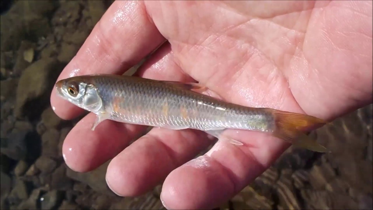 テンカラでオイカワを釣る 19秋 Tenkara For Pale Chub Youtube