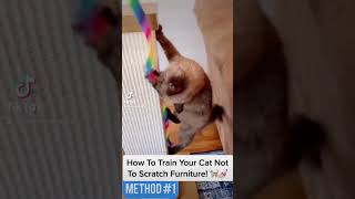 How To Train Your Cat Not To Scratch Furniture!  #cattraining #howtotrainyourcat #catlover