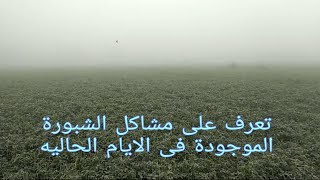 أضرار الضباب أو الشبورة على صحة الإنسان وعلى المحاصيل الزراعية