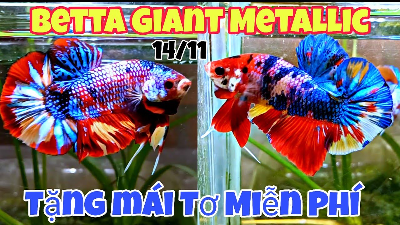 Đợt cá Betta Mới Nhất 14/11🌈 | Giant Muti , Metallic, ... Đủ dòng cá ...