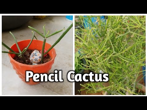 Pencil Cactus || How to care and propagate pencil cactus || hardy plant
