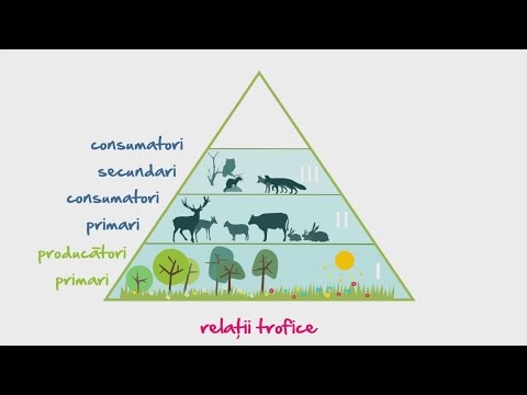 Biologie: Retele si piramide trofice | WinSchool