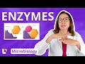 Enzyme Activity and Inhibition Quiz