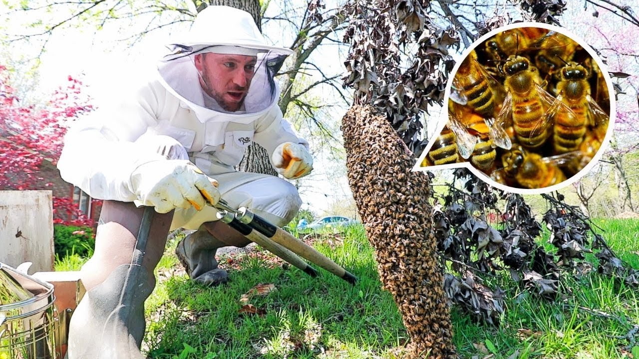 The Rubbish Whisperer - Want to make your own bee hotel for the garden?  Grab some crafting paper straws and a tin - easy! There are native bees in  ours already and