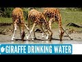 GIRAFFE DRINKING WATER | Amazing wildlife