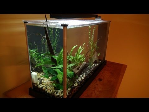 Fluval Spec 5 gallon: Unboxing & Setup