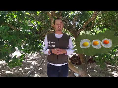 Vídeo: Como Lidar Adequadamente Com Um Ovo De Galinha