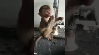 Download Lagu Khushi ke Pal Kahan dhundu. 🐵🐵🐵♥️♥️Vs 😍 cute 🔥 #shorts MP3