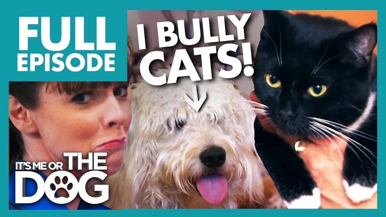 Victoria Shocked By Dog Bullying Owner And Cat | Full Episode | It's Me or The Dog