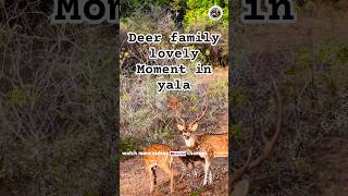 Deer family 🦌 lovely moment  Discover the Wild Animals #trendingshorts #wildlife #viralshort