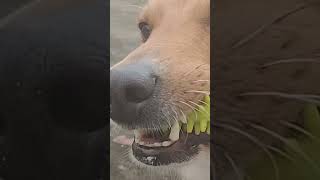 #coment #raro #instagram #inscreva #shorts #shortvideo #short #shortsfeed #shortsviral #shortsvideo