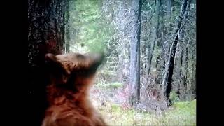 Ormanda Ayilar Nasil Dans Eder