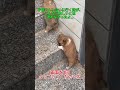 お母さんに会いに行く道が、こんなに険しいとは思わなかったよ…