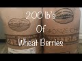 Wheat Berries Longterm / SHTF Food Storage