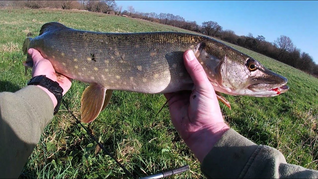 Lure Fishing for Pike on the Somerset Levels YouTube