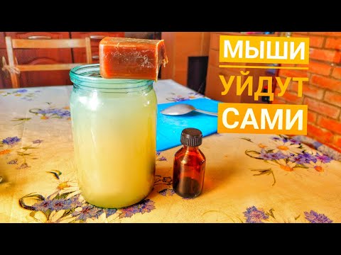 Как избавиться от Мышей! Мне помог этот самодельный раствор.