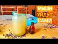 Как избавиться от Мышей! Мне помог этот самодельный раствор.