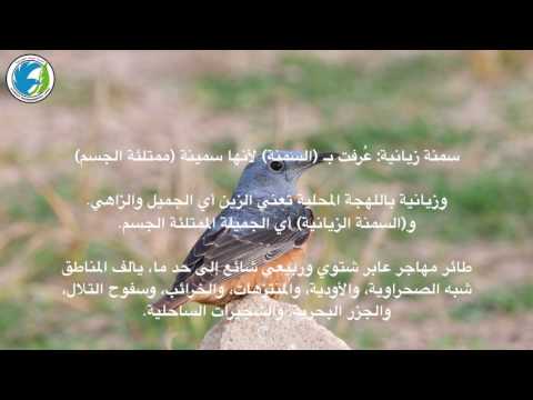 سمنة الصخور