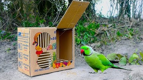 Easy Parrot Trap - How To Make Bird Trap Using Cardboard box - Quick Bird Trap