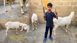 Aj Dumba Kay Khur Bana Diye | Hoof Trim Kar Diye | The Pets Men