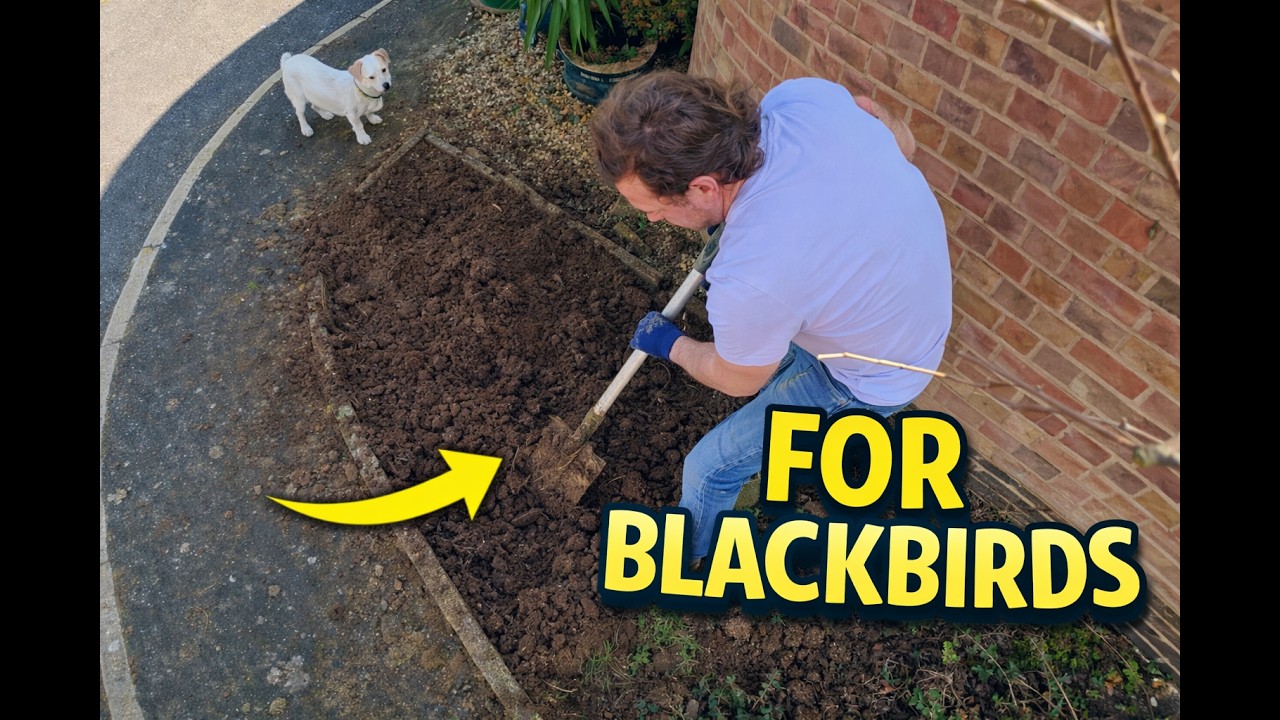 Why I’m Digging Up My Lawn for the Blackbirds