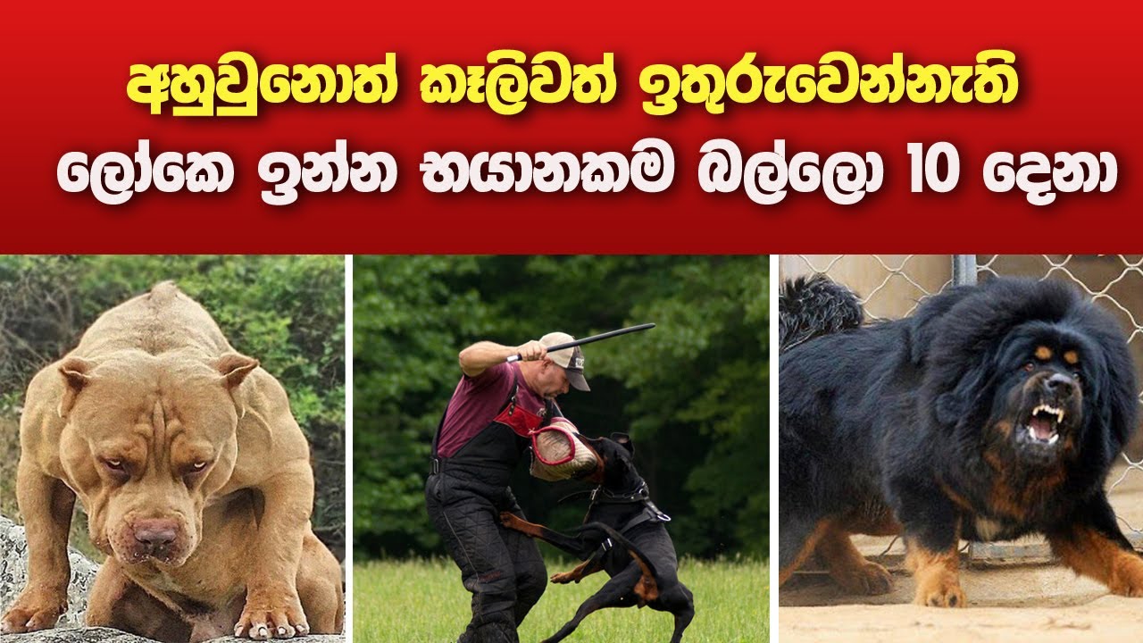 Top 10 most dangerous dogs YouTube