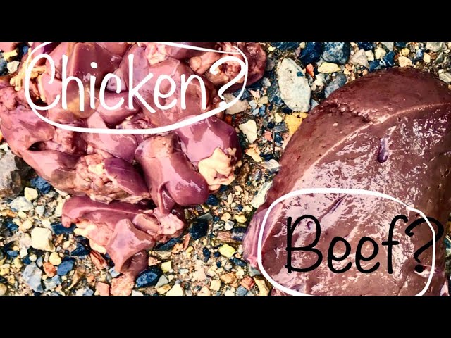 CHICKEN or BEEF?! (Catfishing w/ Liver) 