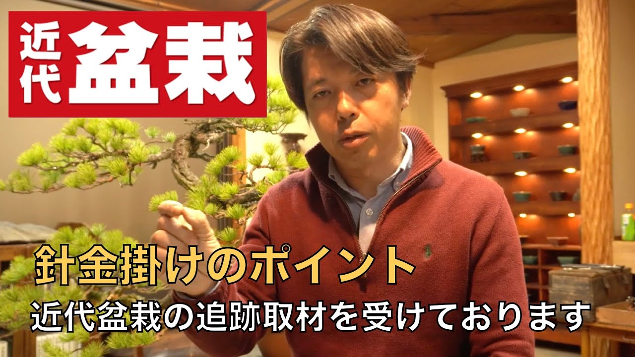 4K] 近代盆栽さんの追跡取材を受けています ! 五葉松 針金掛け - YouTube
