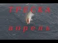 ТРЕСКА / АПРЕЛЬ / БАРЕНЦЕВО МОРЕ / COD / APRIL / BARENTS SEA