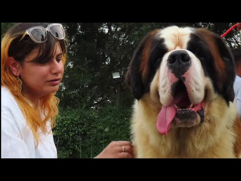 वीडियो: सप्ताह के अनुकूल कुत्ते - एडी