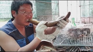 SUB) Eating a giant sea eel! (Sea eel mukbang, korean food)