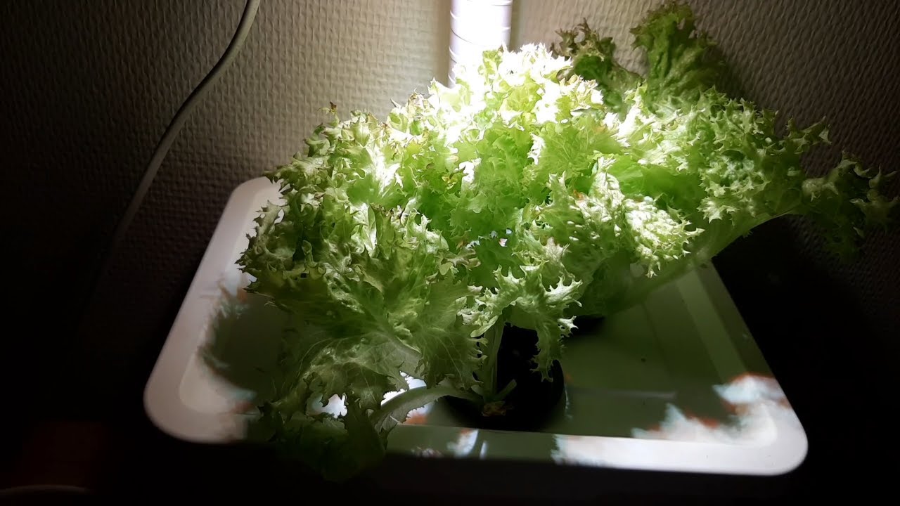 Growing Lettuce With 6 Watts YouTube