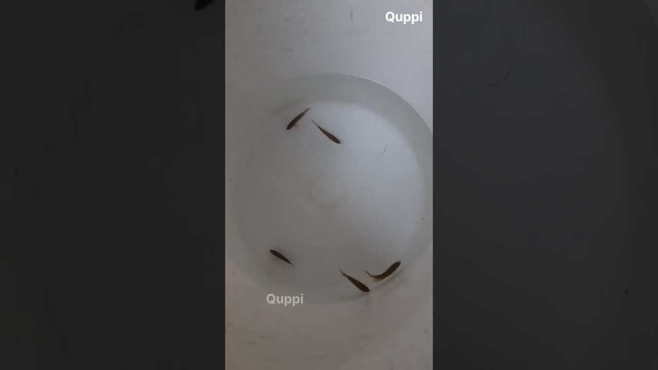 Fish Bottle | Quppi | Quppi Craft Studio | 5 minit Craft Idea | Fishing | Acquriam |