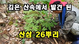 깊은 산속에서 발견 된 산삼 26뿌리, 산삼과 함께 자라고 있는 천연 비아그라 가지더부살이.