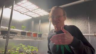 How to Pick Your Cannabis Strains for 2027 — The Pheno Hunt Begins 🌱
