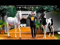 കുതിരയ്ക്ക്‌ വേദനിക്കുമോ?? Horse hoof trimming and shoeing short video