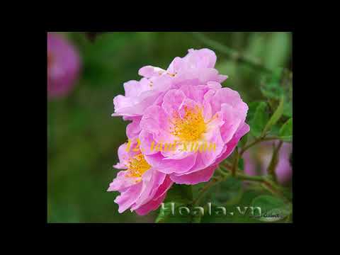 Các loại hoa hồng truyền thống của Việt Nam | Foci