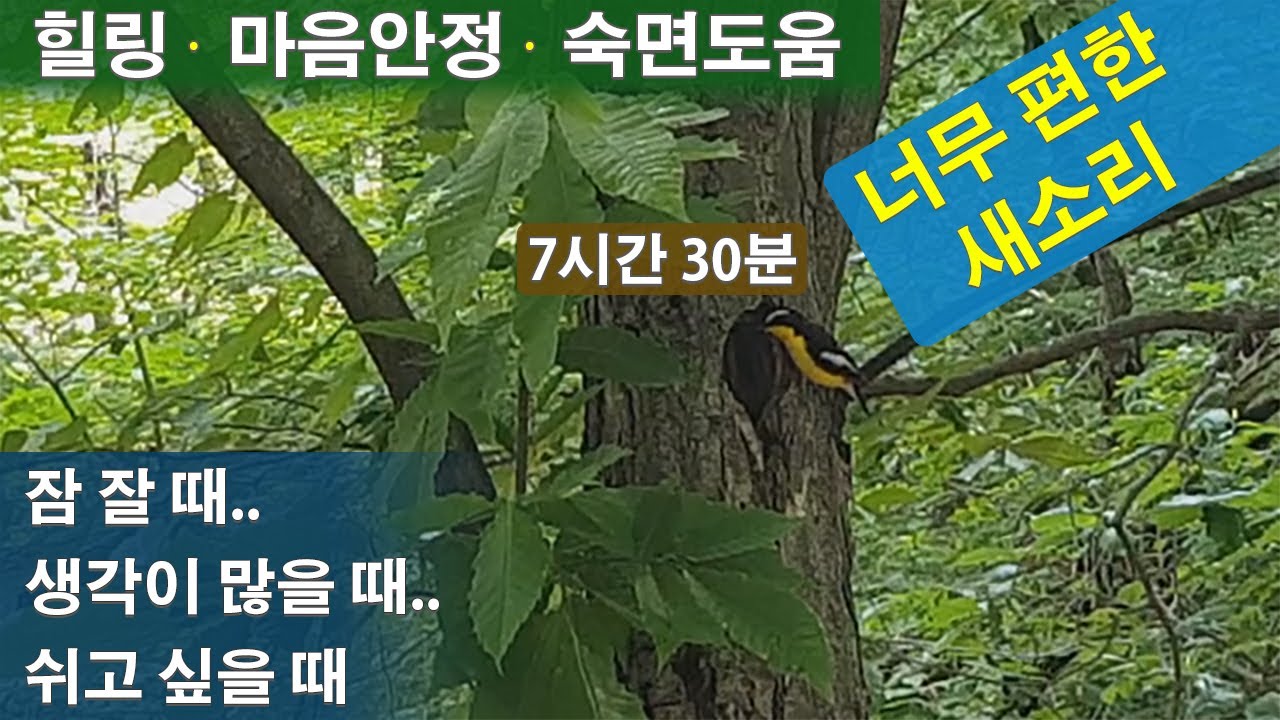 잠자기 좋은 소리 마음안정 편안한 새소리 숙면 수면도움 잠잘오는 힐링되는 소리 까페 음악 대체 - YouTube