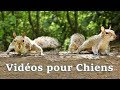 Vidéos pour Chiens : Videos for Dogs to Watch Squirrels ✅