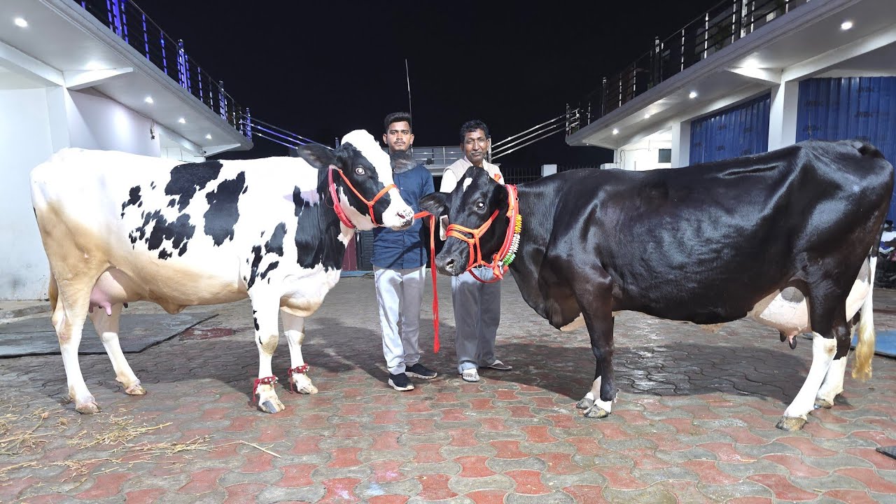 सारी बच्चा दी हुयी एक से बढकर एक गाये बिक्री के लिए उपलब्ध। 8127933448,9936366262,8127932875