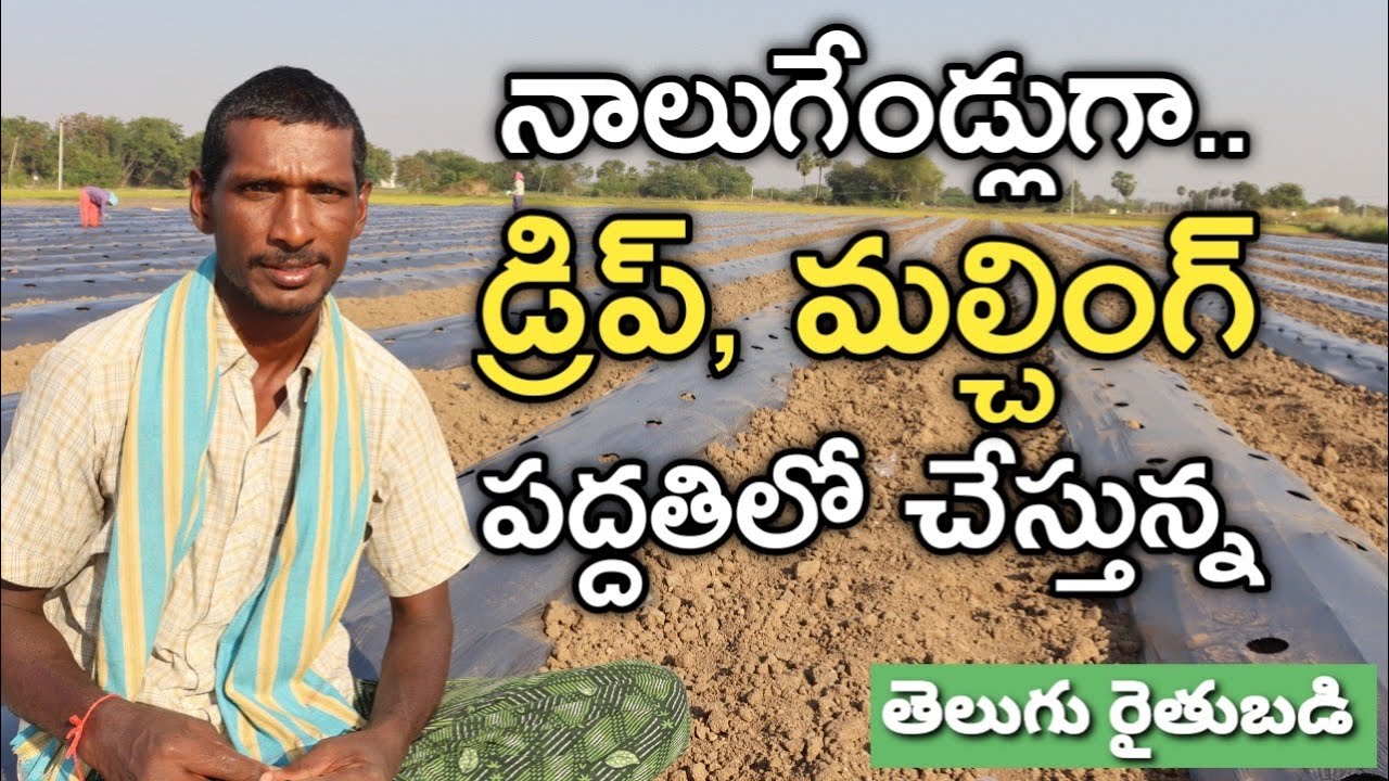 మల్చింగ్ పేపర్, డ్రిప్ సాగు విధానం బాగుంది | Mulching & Drip Cultivtion | రైతు బడి