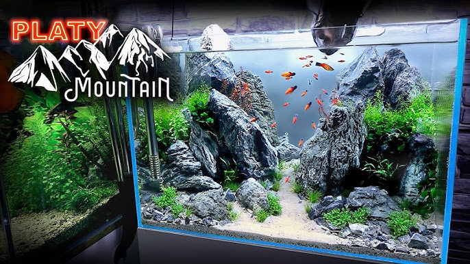 Stop Wasting Money on Aquarium Rocks! Cheapest Way to Buy Rocks for Your Fish  Tank 