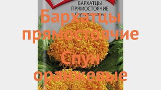 Бархатцы прямостоячая Спун оранжевые 🌿 обзор: как сажать, семена бархатцев Спун оранжевые