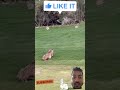 #wildlife #attack #rabbit #animals #shorts #viral #wildlifeentertainment